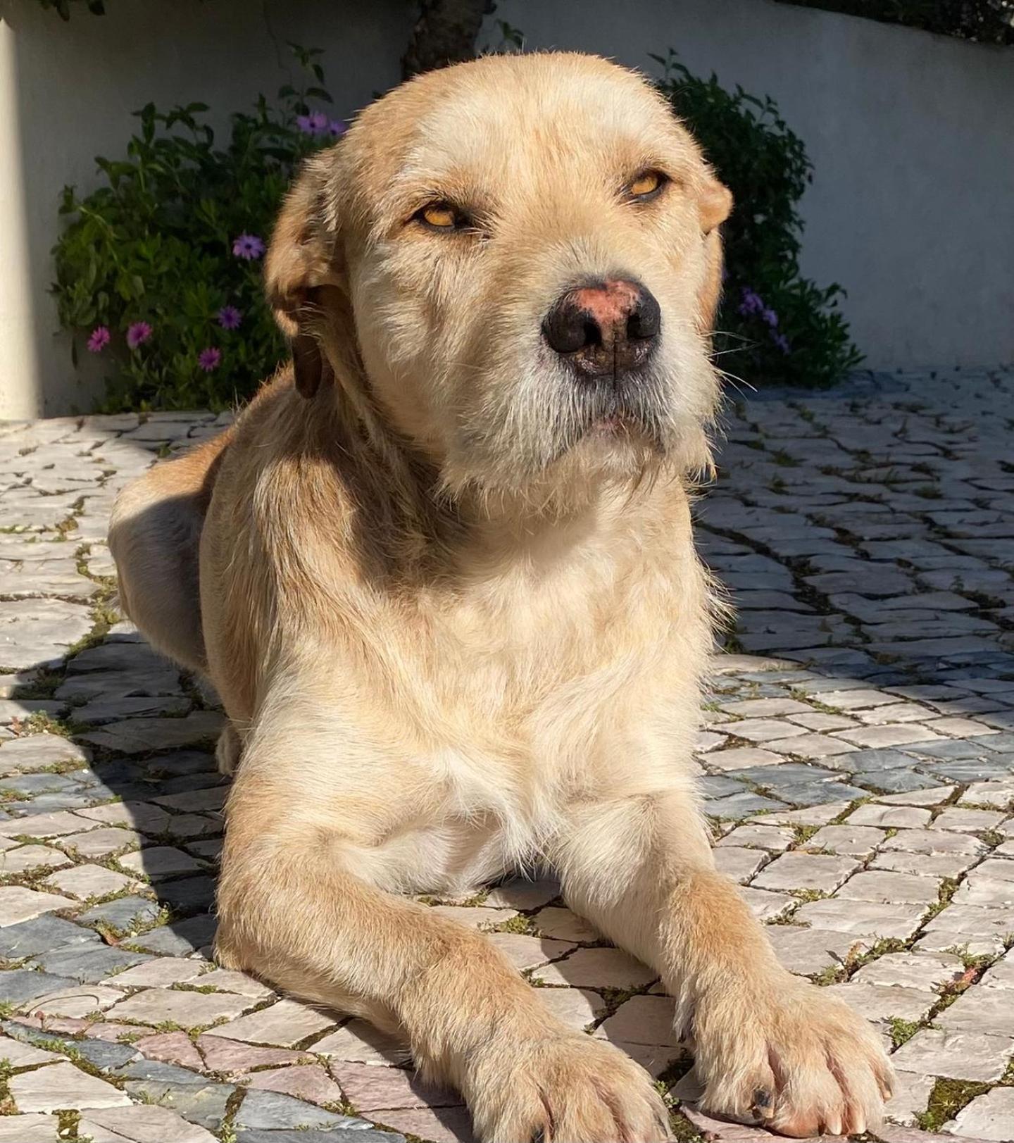 Felicidade Loulé Esterno foto